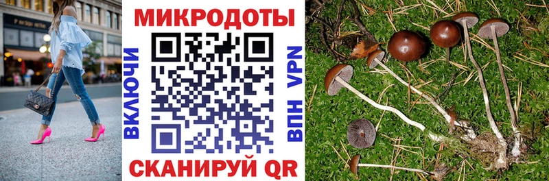 Галлюциногенные грибы Psilocybine cubensis  Хасавюрт 